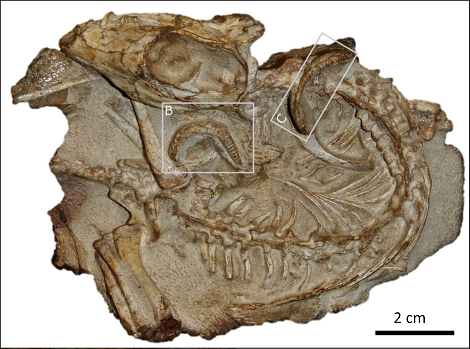 The Mystery of the Millipedes: New Fossil Finds Shed Light on Early ...